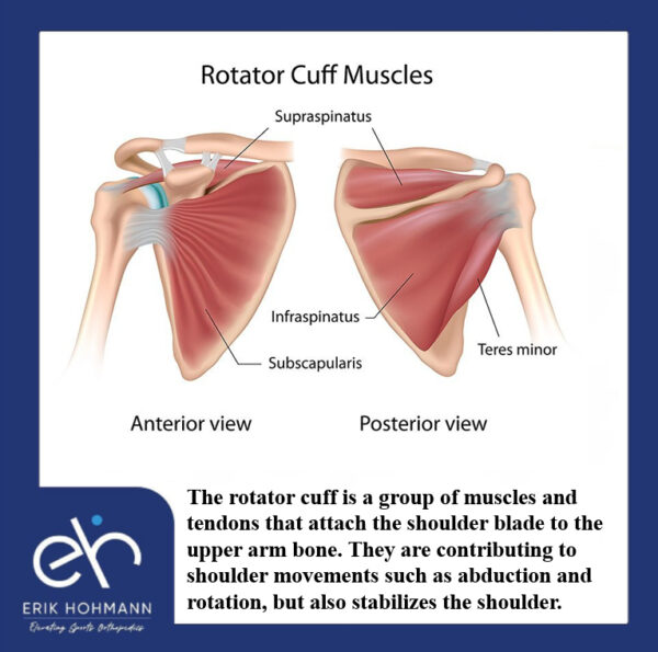 Rotator Cuff Muscles - Dr. Erik Hohmann