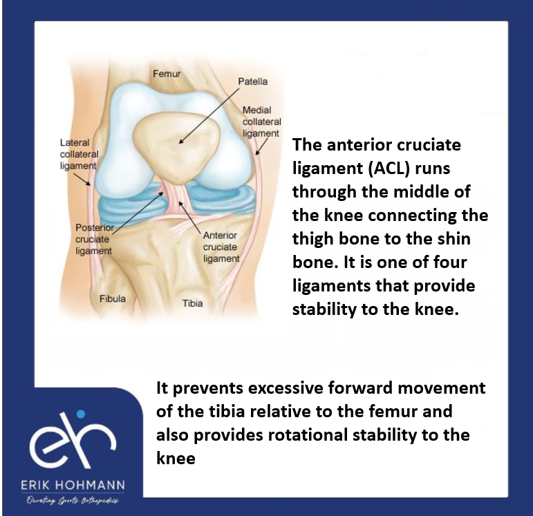 Anterior Cruciate Ligament